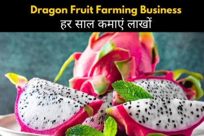 Dragon Fruit Farming Business