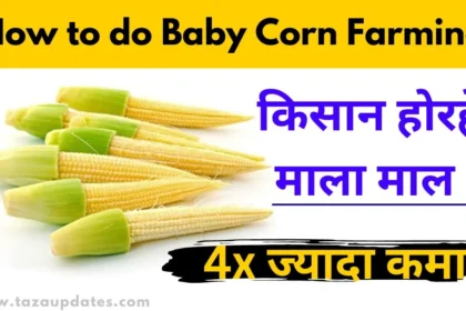 Baby Corn Farming Kaise Kare