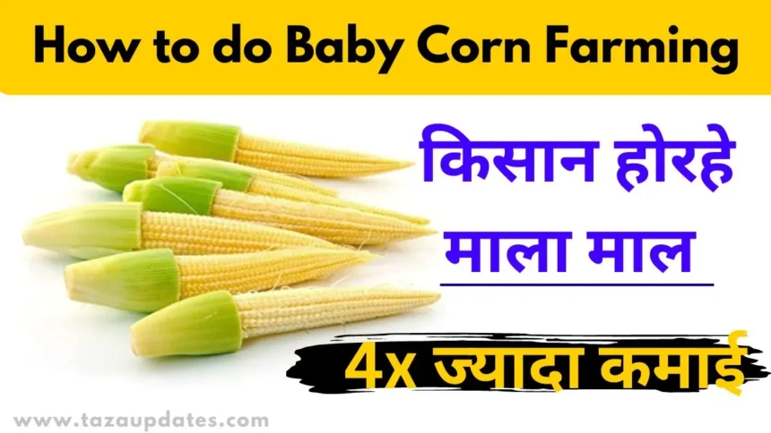 Baby Corn Farming Kaise Kare